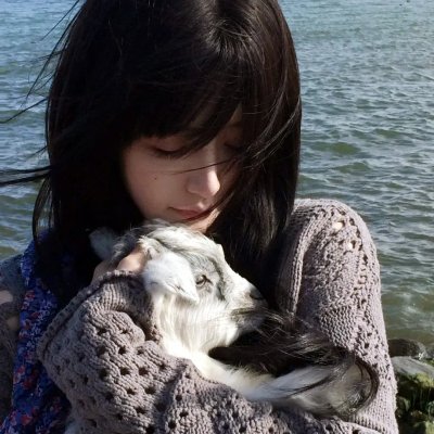 内华达搜熊犬